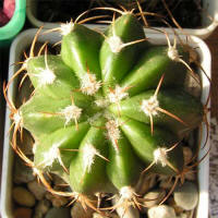 Discocactus subviridigriseus HU438