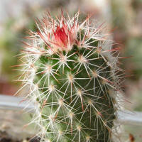 Echinocereus bristolii v. pseudopectinatus SB463