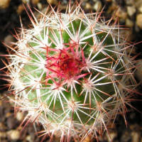 Echinocereus bristolii v. pseudopectinatus SB463