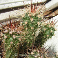 Echinocereus coccineus v. rosei BW63