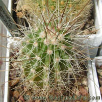 Echinocereus engelmannii