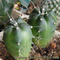 Echinocereus knippelianus v. kruegeri