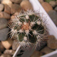 Echinocereus palmeri SB184