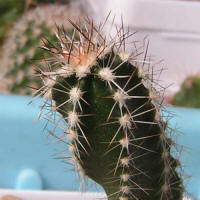 Echinocereus palmeri SB184