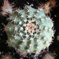 Echinocereus pulchellus