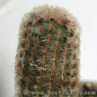 Echinocereus pectinatus var. rigidissimus SB241