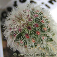 Echinocereus pectinatus var. rubrispinus Lau088