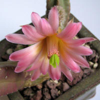 Echinocereus scheeri ssp. gentryi