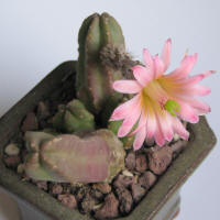 Echinocereus scheeri ssp. gentryi