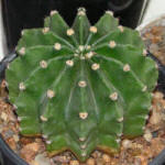 Echinopsis subdenudata 