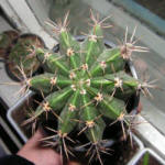 Echinopsis Tubiflora