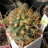 Ferocactus hamatacanthus L010