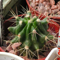 Ferocactus cylindraceus