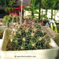 Ferocactus hamatacanthus SB393