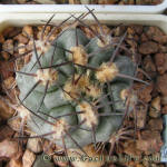 Acanthocalycium griseum P144