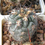 Acanthocalycium griseum P144