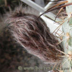 Acanthocalycium griseum P144