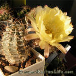 Acanthocalycium griseum P144