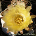 Acanthocalycium griseum P144