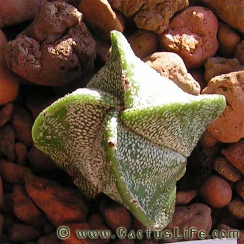 Astrophytum myriostigma v. quadricostatum