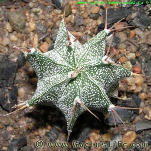 Astrophytum Ornatum