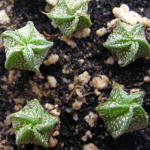 Astrophytum capricorne