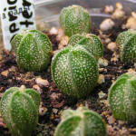 Astrophytum capricorne