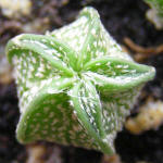 Astrophytum capricorne