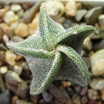 Astrophytum tulense