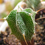 Astrophytum ornatum v. mirbellii