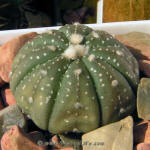 Astrophytum asterias Gonzales