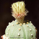 Astrophytum asterias Mexican