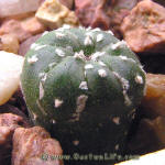 Astrophytum asterias cv. 'Nohakuten'