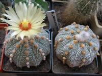 Astrophytum asterias Nohakuten