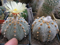 Astrophytum asterias Nohakuten