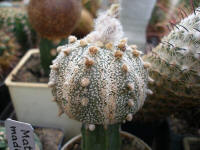 Astrophytum asterias Nohakuten