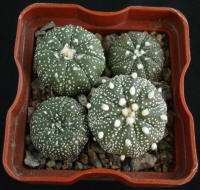 Astrophytum asterias Nohakuten