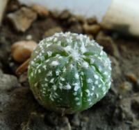 Astrophytum asterias Nohakuten average type