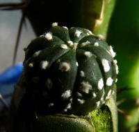 Astrophytum asterias Nohakuten extra type