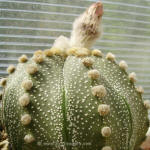 Astrophytum asterias Texas