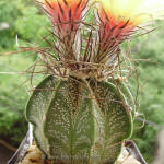 Astrophytum capricorne