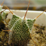 Astrophytum ornatum v. mirbellii