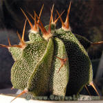 Astrophytum ornatum v. mirbellii