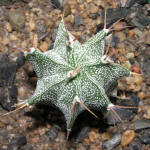 Astrophytum Ornatum