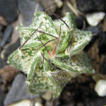 Astrophytum senile