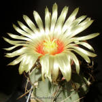 Astrophytum senile