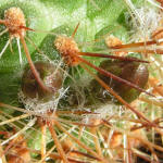 Astrophytum deminuta