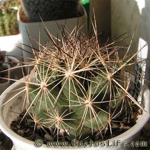 Coryphantha delaetiana