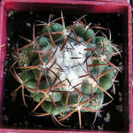 Coryphantha bumamma