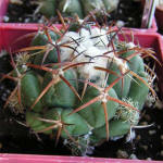 Coryphantha bumamma